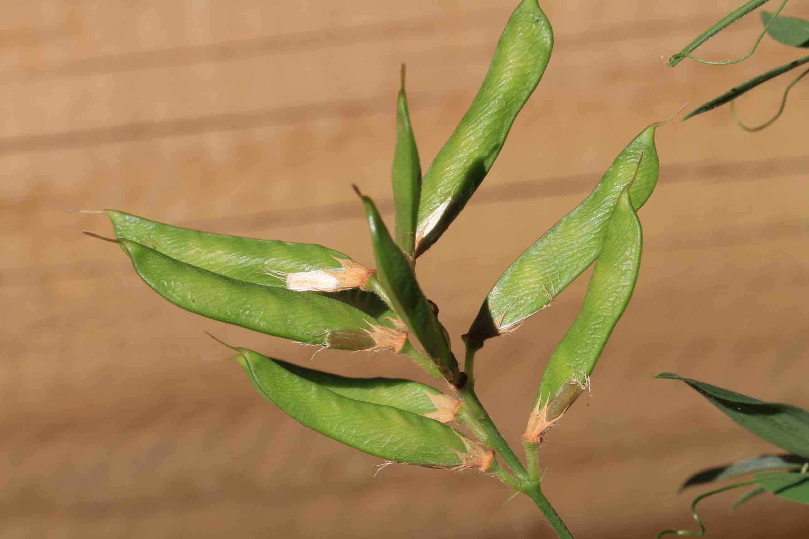 Lathyrus sylvestris